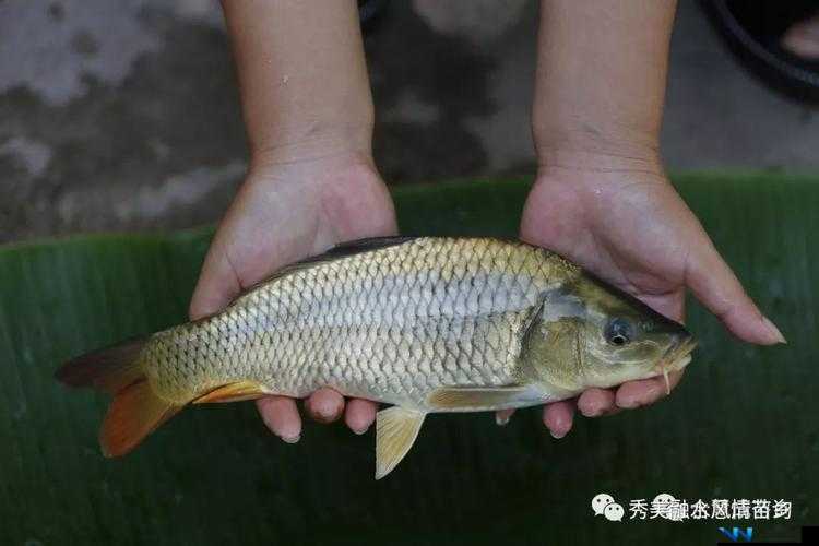 一夹一摇和鲫鱼吸水一样吗：两者之间究竟有何关联与区别